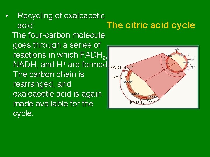  • Recycling of oxaloacetic acid: The citric acid cycle The four-carbon molecule goes