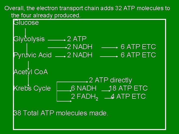 Overall, the electron transport chain adds 32 ATP molecules to the four already produced.