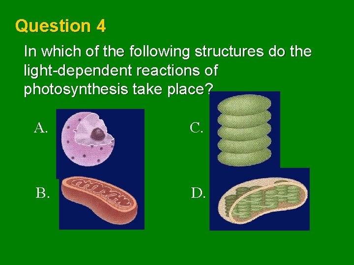 Question 4 In which of the following structures do the light-dependent reactions of photosynthesis
