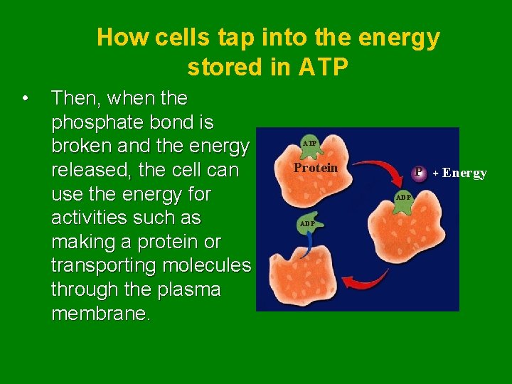 How cells tap into the energy stored in ATP • Then, when the phosphate
