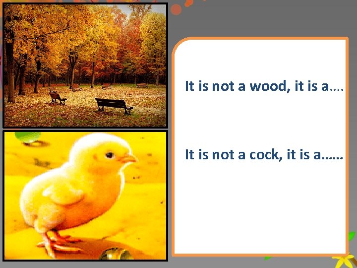 It is not a wood, it is a…. It is not a cock, it