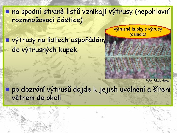 n n na spodní straně listů vznikají výtrusy (nepohlavní rozmnožovací částice) výtrusy na listech
