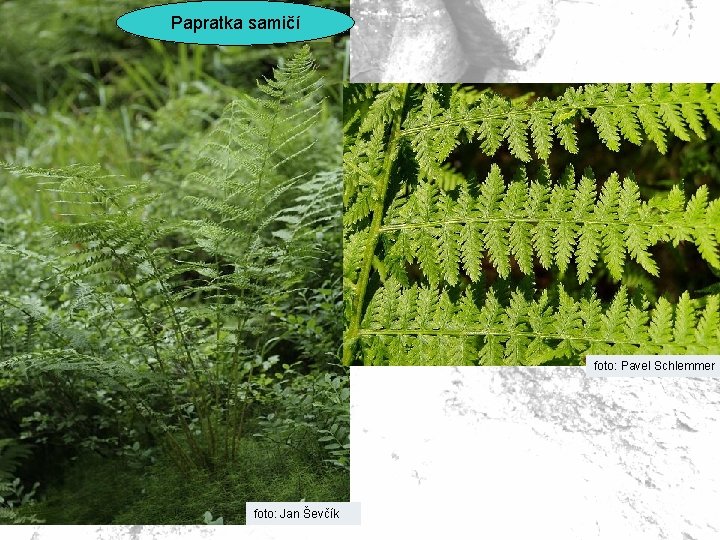 Papratka samičí foto: Pavel Schlemmer foto: Jan Ševčík 