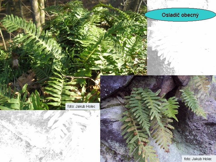 Osladič obecný foto: Jakub Holec 