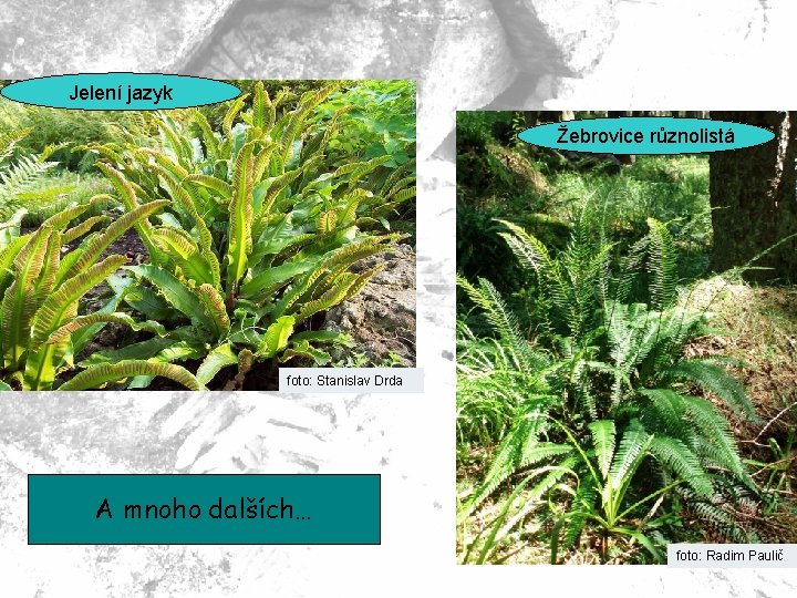 Jelení jazyk Žebrovice různolistá foto: Stanislav Drda A mnoho dalších… foto: Radim Paulič 