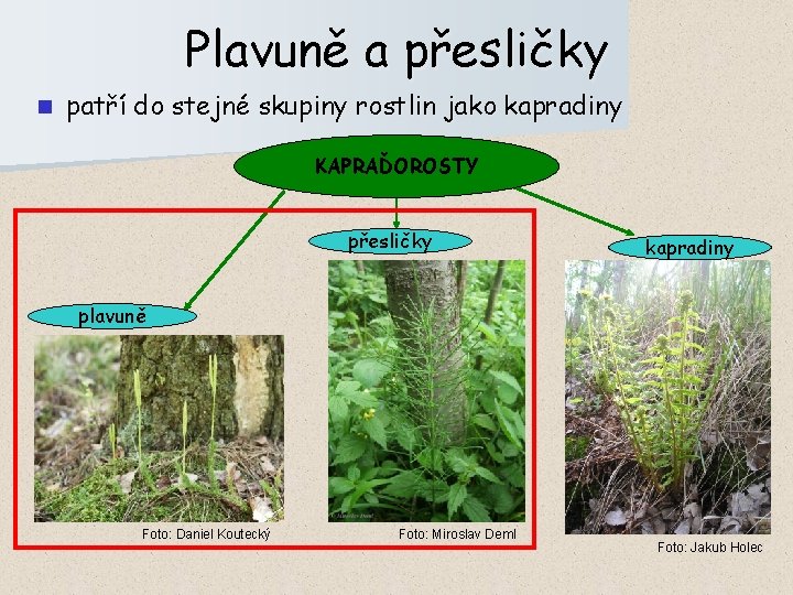 Plavuně a přesličky n patří do stejné skupiny rostlin jako kapradiny KAPRAĎOROSTY přesličky kapradiny