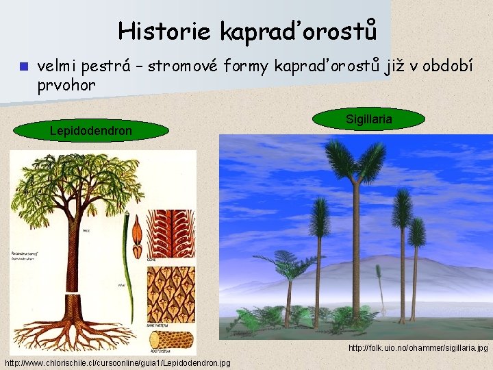 Historie kapraďorostů n velmi pestrá – stromové formy kapraďorostů již v období prvohor Lepidodendron
