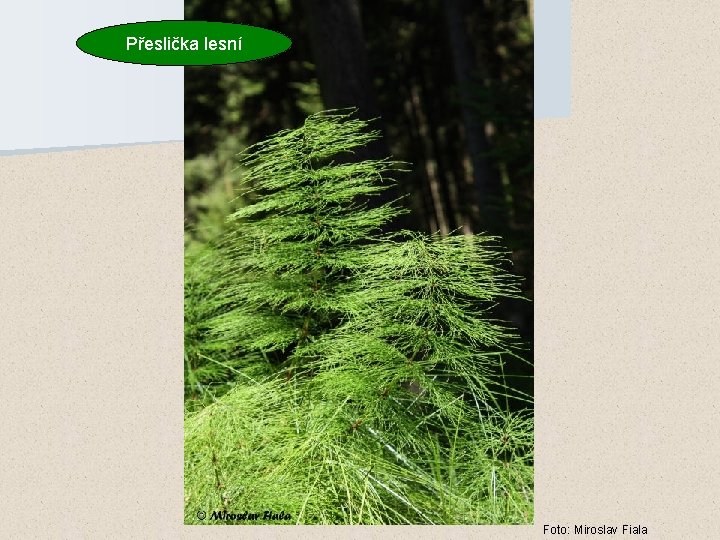 Přeslička lesní Foto: Miroslav Fiala 
