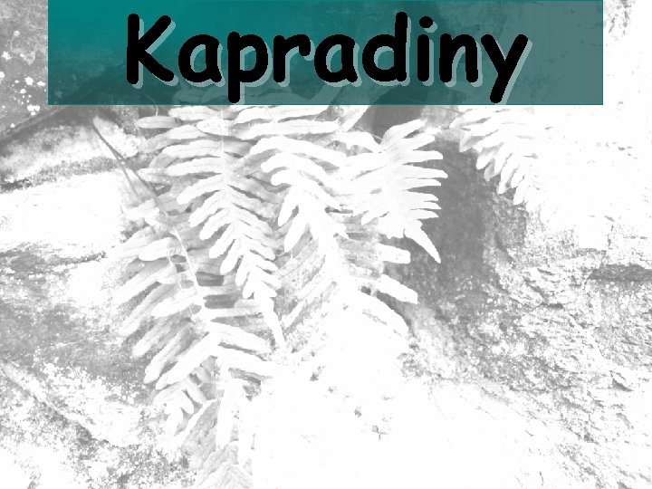 Kapradiny 