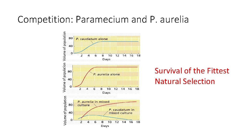 Competition: Paramecium and P. aurelia Survival of the Fittest Natural Selection 