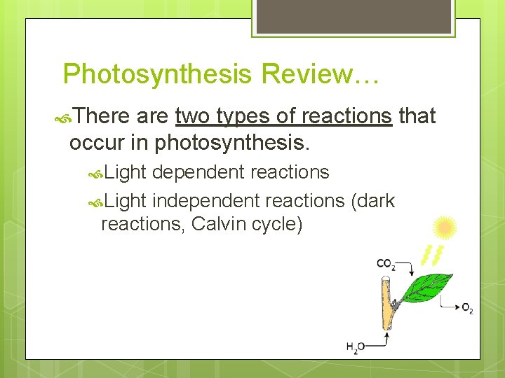 Photosynthesis Review… There are two types of reactions that occur in photosynthesis. Light dependent