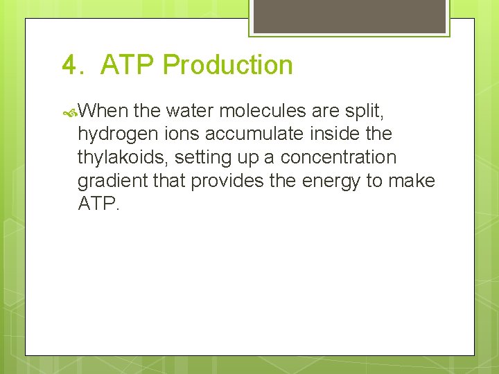 4. ATP Production When the water molecules are split, hydrogen ions accumulate inside thylakoids,