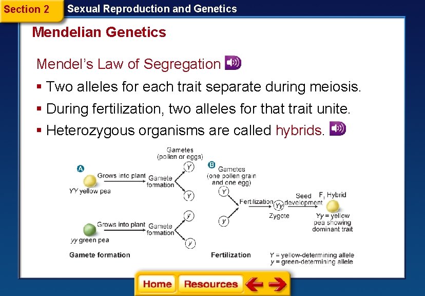Section 2 Sexual Reproduction and Genetics Mendelian Genetics Mendel’s Law of Segregation § Two