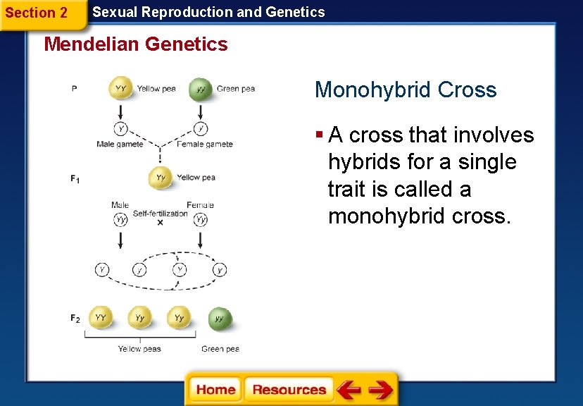 Section 2 Sexual Reproduction and Genetics Mendelian Genetics Monohybrid Cross § A cross that