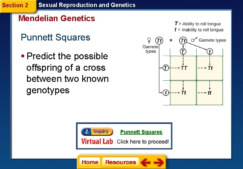 Section 2 Sexual Reproduction and Genetics Mendelian Genetics Punnett Squares § Predict the possible