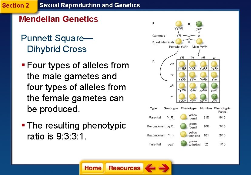 Section 2 Sexual Reproduction and Genetics Mendelian Genetics Punnett Square— Dihybrid Cross § Four