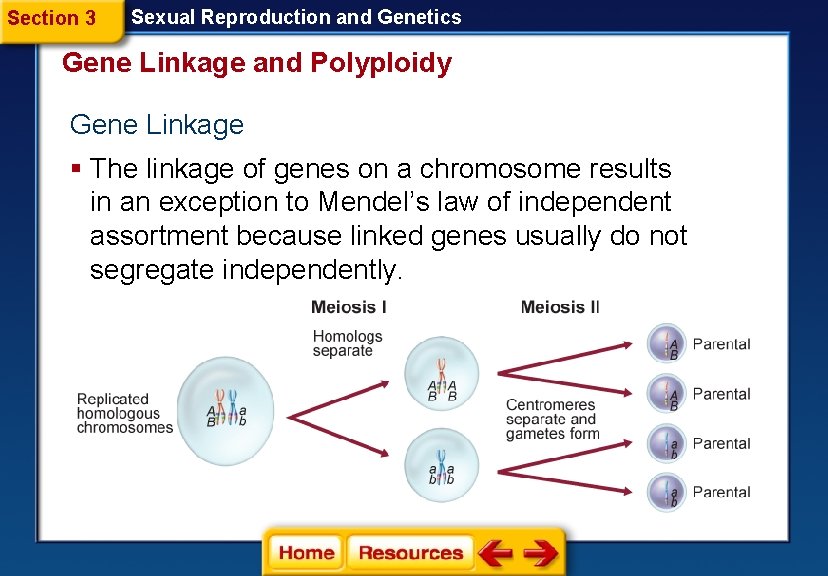 Section 3 Sexual Reproduction and Genetics Gene Linkage and Polyploidy Gene Linkage § The