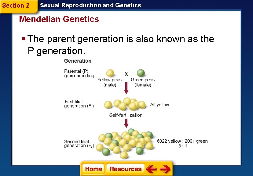 Section 2 Sexual Reproduction and Genetics Mendelian Genetics § The parent generation is also