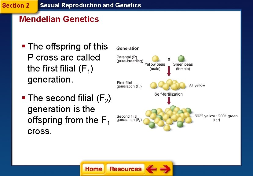 Section 2 Sexual Reproduction and Genetics Mendelian Genetics § The offspring of this P