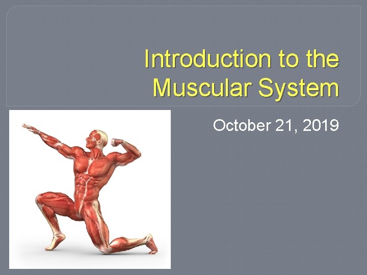 Introduction to the Muscular System October 21, 2019 
