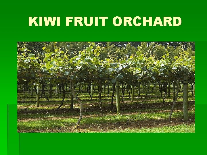 KIWI FRUIT ORCHARD 