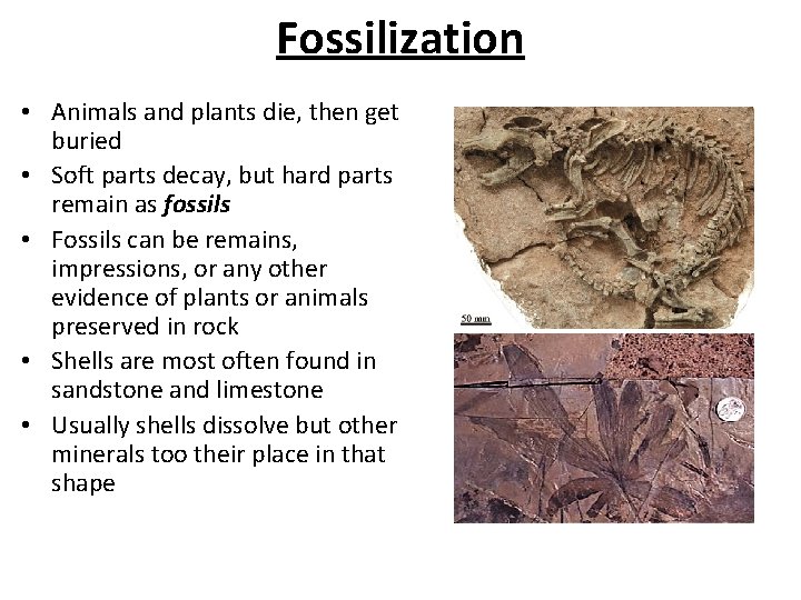 Fossilization • Animals and plants die, then get buried • Soft parts decay, but
