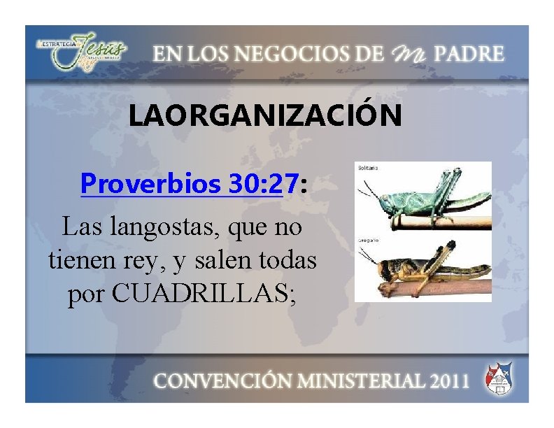LAORGANIZACIÓN Proverbios 30: 27: Las langostas, que no tienen rey, y salen todas por