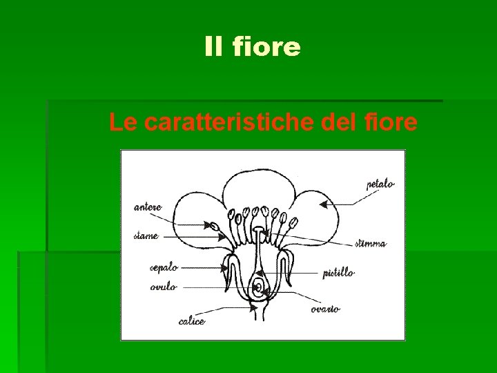 Il fiore Le caratteristiche del fiore 