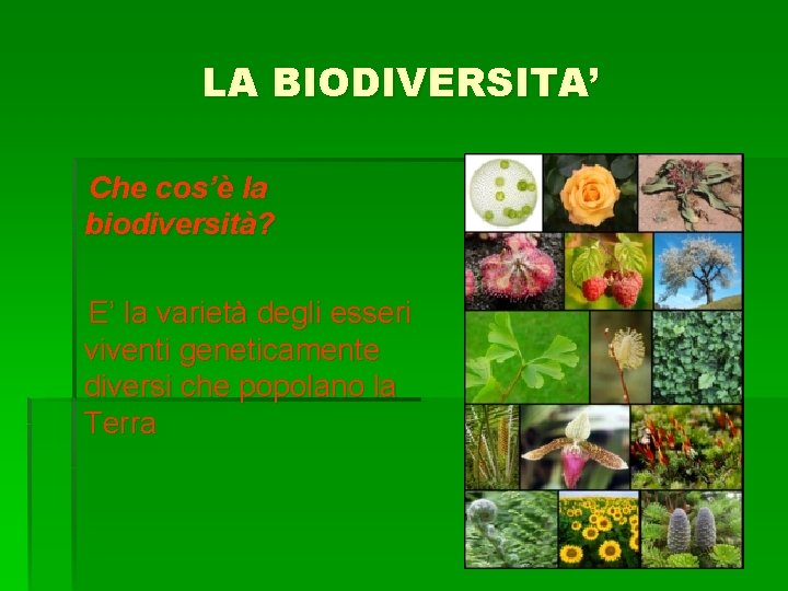 LA BIODIVERSITA’ Che cos’è la biodiversità? E’ la varietà degli esseri viventi geneticamente diversi