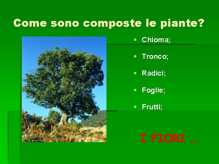 Come sono composte le piante? § Chioma; § Tronco; § Radici; § Foglie; §