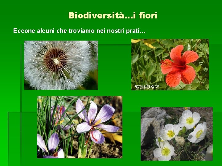 Biodiversità…i fiori Eccone alcuni che troviamo nei nostri prati… 