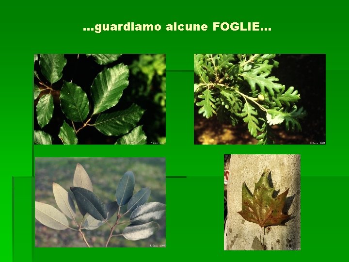 …guardiamo alcune FOGLIE… 