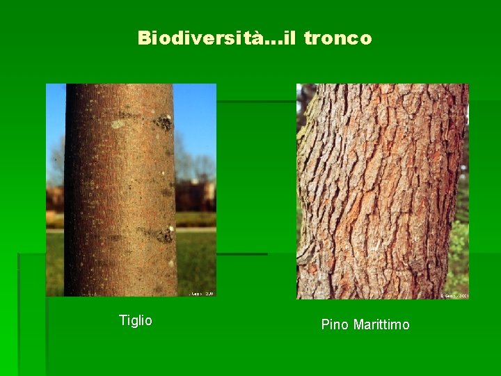 Biodiversità…il tronco Tiglio Pino Marittimo 