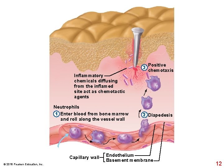 3 Positive chemotaxis Inflammatory chemicals diffusing from the inflamed site act as chemotactic agents