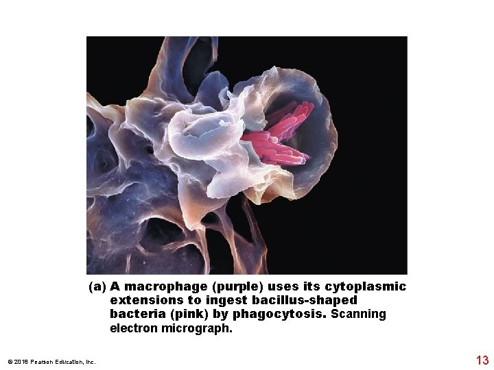 (a) A macrophage (purple) uses its cytoplasmic extensions to ingest bacillus-shaped bacteria (pink) by