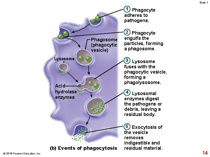 Slide 1 1 Phagocyte adheres to pathogens. Phagosome (phagocytic vesicle) Lysosome Acid hydrolase enzymes