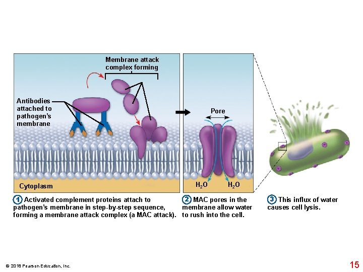 Membrane attack complex forming Antibodies attached to pathogen’s membrane Cytoplasm Pore H 2 O