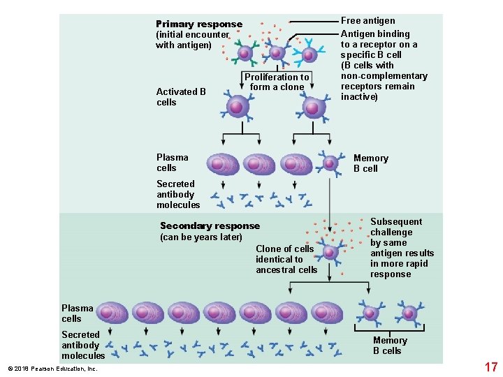 Primary response (initial encounter with antigen) Activated B cells Proliferation to form a clone