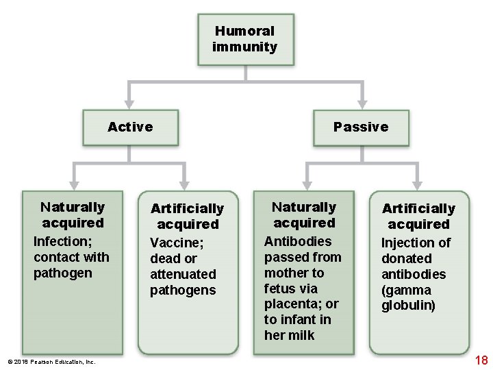 Humoral immunity Active Naturally acquired Infection; contact with pathogen © 2018 Pearson Education, Inc.