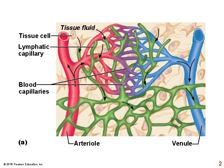 Tissue fluid Tissue cell Lymphatic capillary Blood capillaries (a) © 2018 Pearson Education, Inc.
