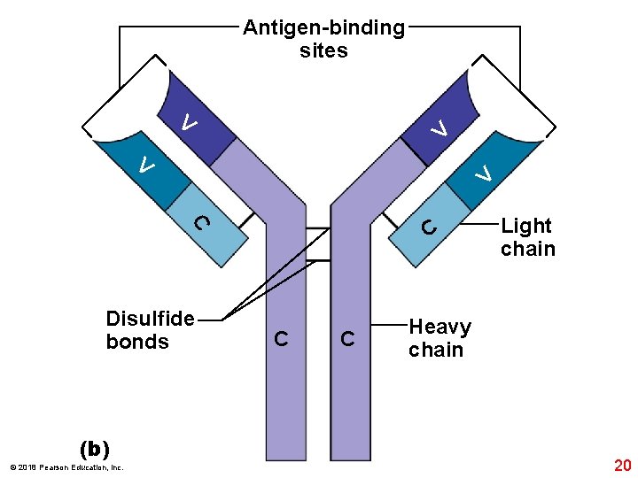 Antigen-binding sites V V C C Disulfide bonds (b) © 2018 Pearson Education, Inc.