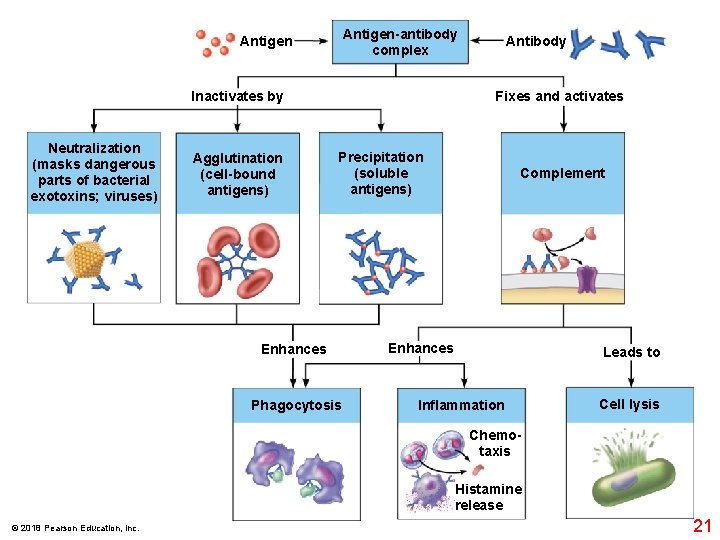 Antigen-antibody complex Antigen Inactivates by Neutralization (masks dangerous parts of bacterial exotoxins; viruses) Agglutination