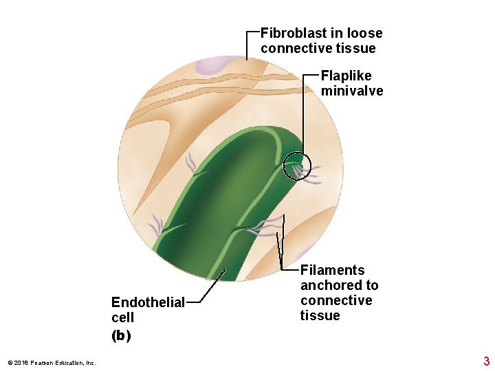 Fibroblast in loose connective tissue Flaplike minivalve Endothelial cell (b) © 2018 Pearson Education,