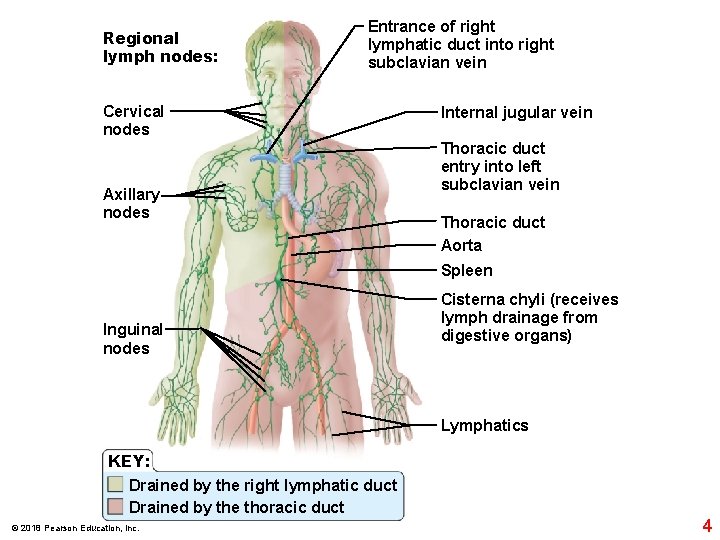 Regional lymph nodes: Entrance of right lymphatic duct into right subclavian vein Cervical nodes