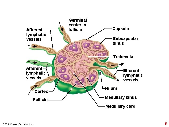 Afferent lymphatic vessels Germinal center in follicle Capsule Subcapsular sinus Trabecula Afferent lymphatic vessels