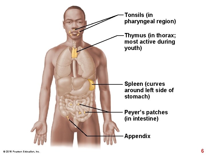 Tonsils (in pharyngeal region) Thymus (in thorax; most active during youth) Spleen (curves around