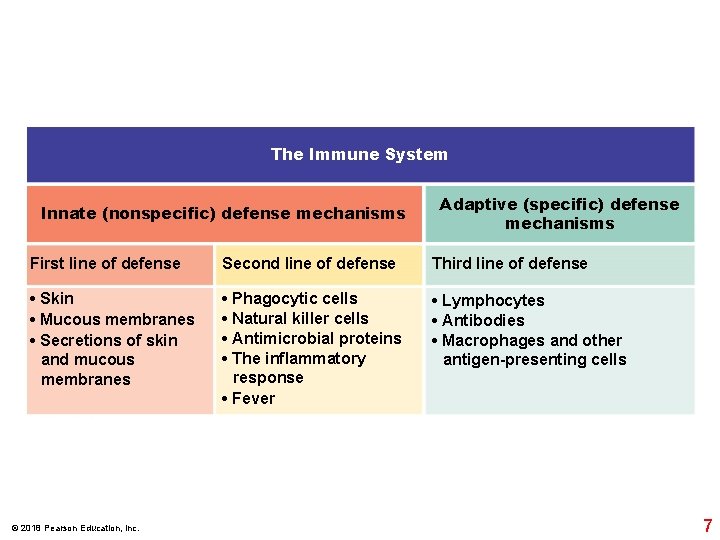 The Immune System Innate (nonspecific) defense mechanisms Adaptive (specific) defense mechanisms First line of