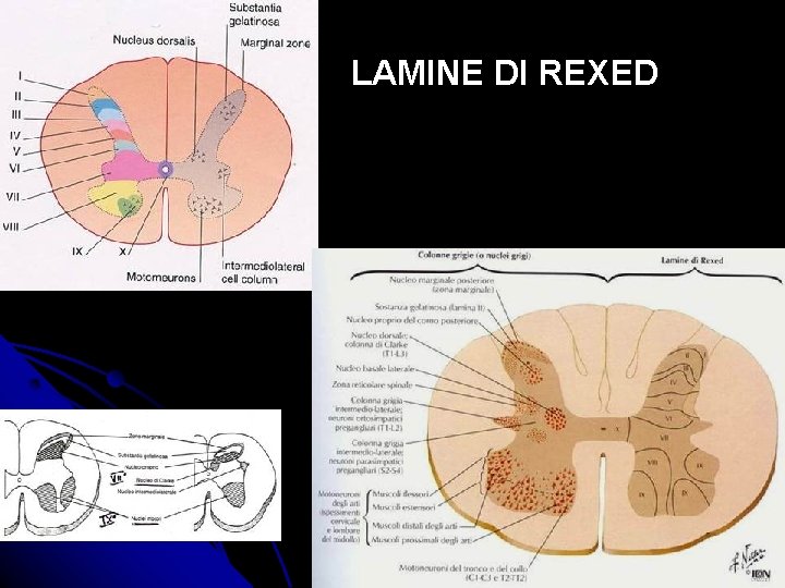 LAMINE DI REXED 