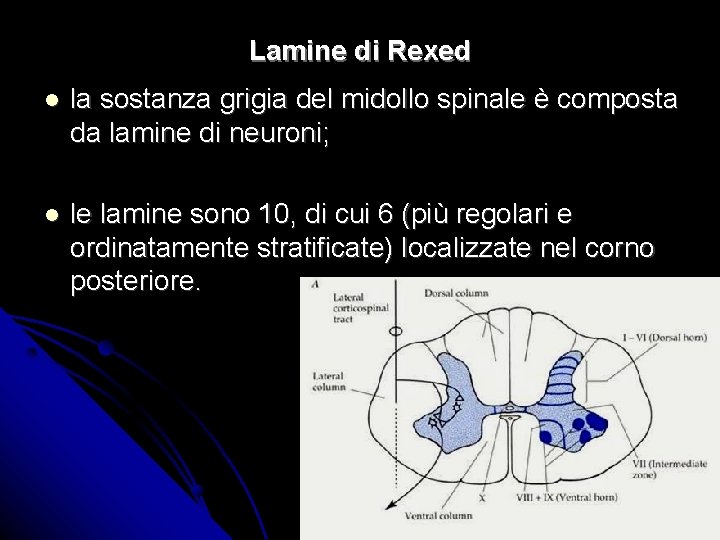 Lamine di Rexed la sostanza grigia del midollo spinale è composta da lamine di