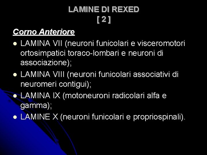 LAMINE DI REXED [2] Corno Anteriore LAMINA VII (neuroni funicolari e visceromotori ortosimpatici toraco-lombari